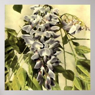 Affiche Escalade Windblown Wisteria Vine peinture acryliqu