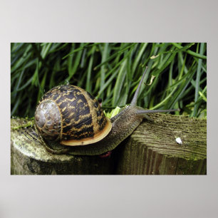 Affiche Escargot
