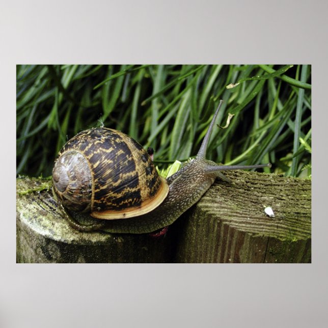 Affiche Escargot (Devant)