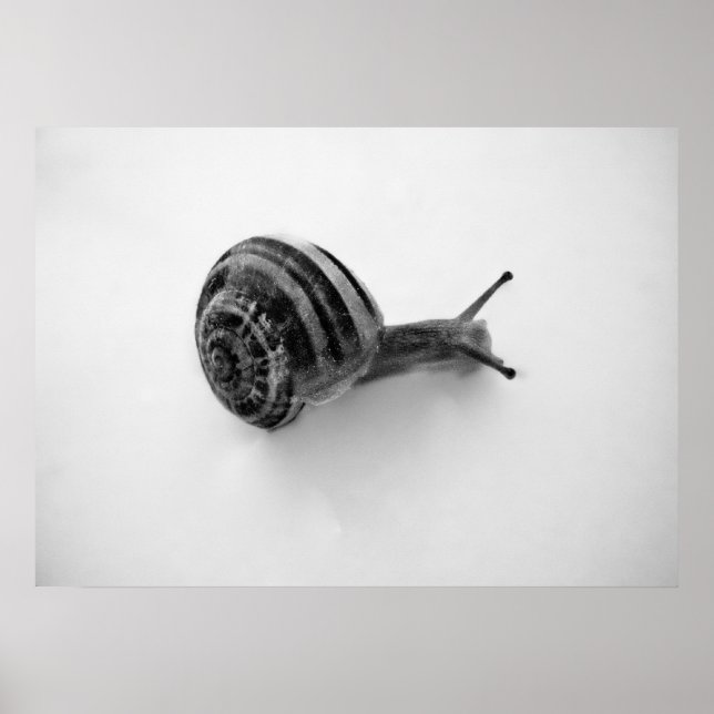 Affiche Escargot (Devant)