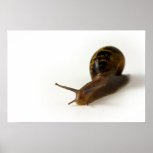 Affiche Escargot