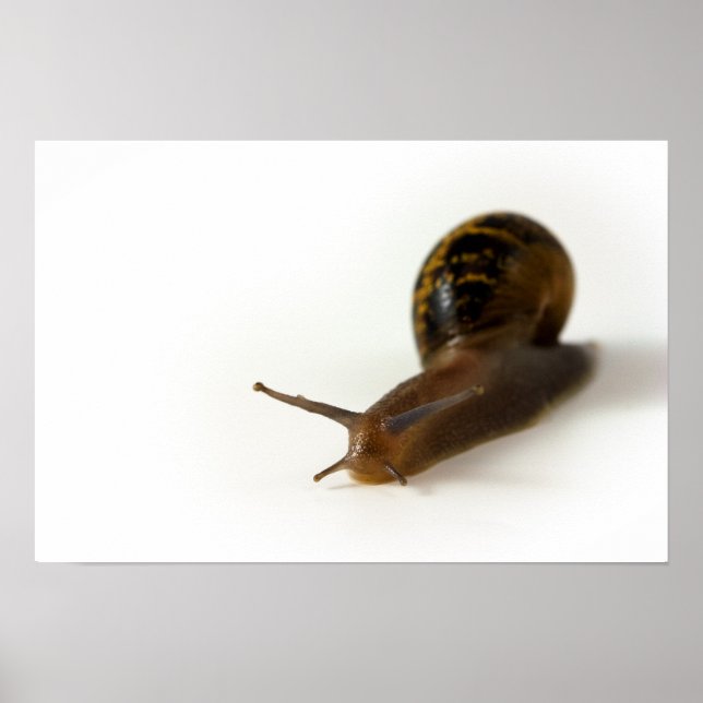 Affiche Escargot (Devant)