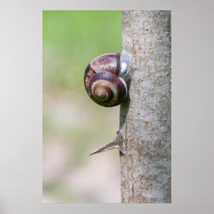 Affiche Escargot sur l'arbre