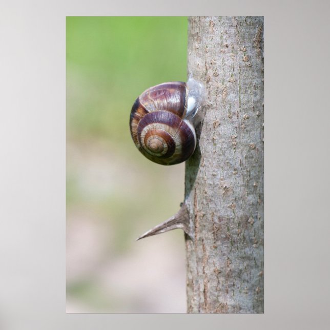 Affiche Escargot sur l'arbre (Devant)