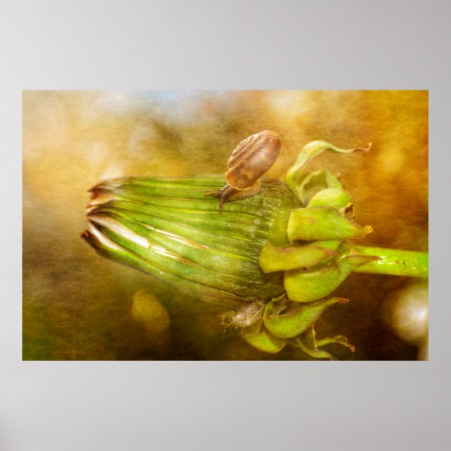 Affiche Escargot sur le pissenlit (Devant)