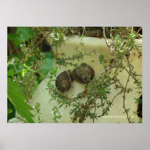 Affiche Escargots au thym