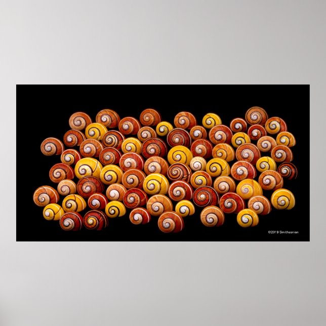 Affiche Escargots d'arbre cubain (Devant)