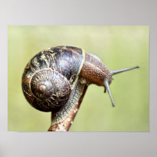 Affiche Escargots - Le Plaisir Riche