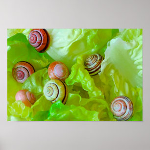 Affiche Escargots sur laitue