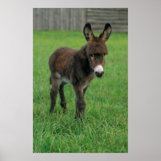 Affiche Esel, Zwergesel, in der Koppel, Portraet (Devant)