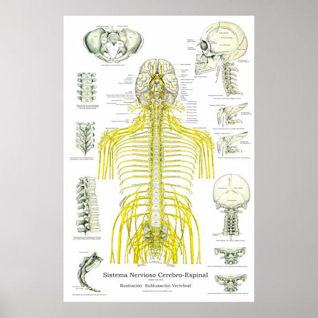 Affiche Espagnol Nerves spinales Subluxations Chiropratiqu (Devant)