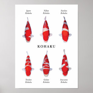 Affiche Espèce emblématique de carpes koï japonaises : Koh