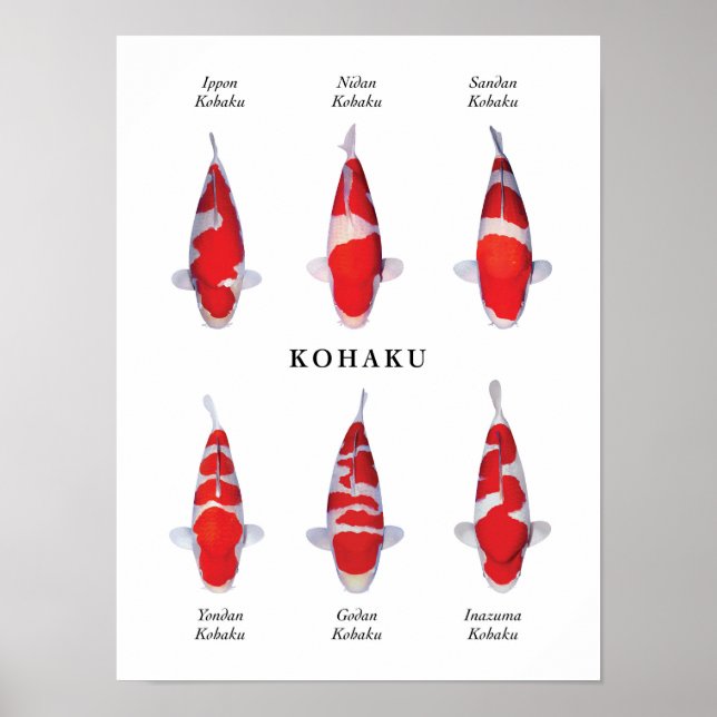 Affiche Espèce emblématique de carpes koï japonaises : Koh (Devant)