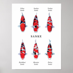Affiche Espèce emblématique de carpes koï japonaises : San
