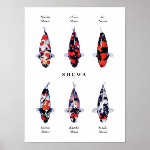 Affiche Espèce emblématique de carpes koï japonaises : Sho