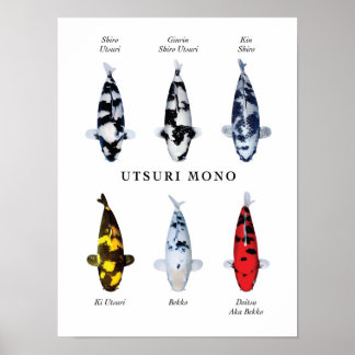 Affiche Espèce vedette de carpes koï japonaises : Utsurimo