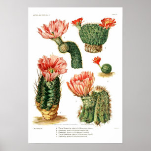 Affiche Espèces de cactus