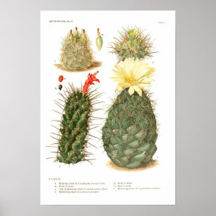 Affiche Espèces de cactus
