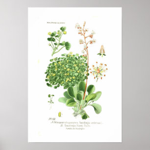 Affiche Espèces de saxifrage