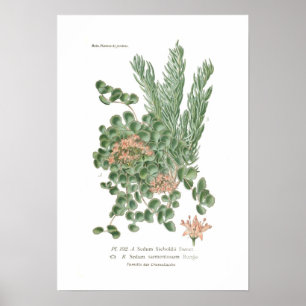 Affiche Espèces de sedum