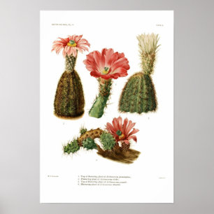 Affiche Espèces d'échinocères