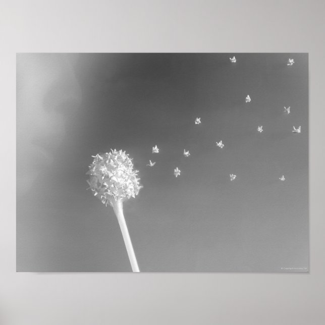 Affiche Esprit du vent (Devant)