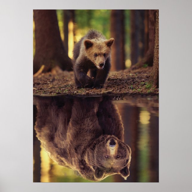 Affiche Esprit Ours Grizzli - Réflexion De L'Eau Des Cubs (Devant)