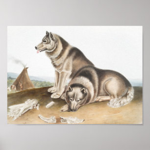 Affiche Esquimaux Chien (Canis familiaris) Illustration