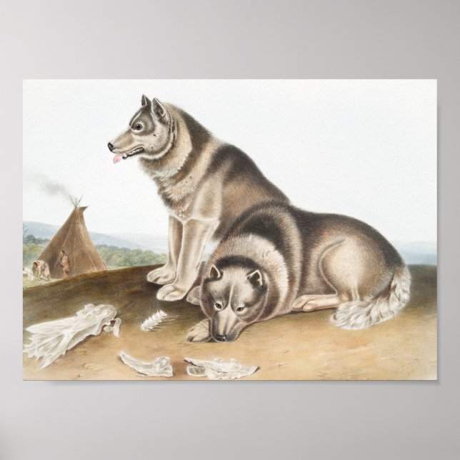 Affiche Esquimaux Chien (Canis familiaris) Illustration (Devant)
