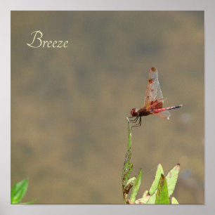 Affiche Estampe d'art botanique vintage du dragonfly rouge