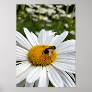 Affiche et daisy