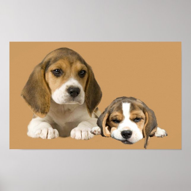 Affiche Établissements beagles Imprimer (Devant)