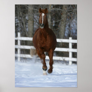 Affiche Étalon Trakehner Alezan Dans La Neige