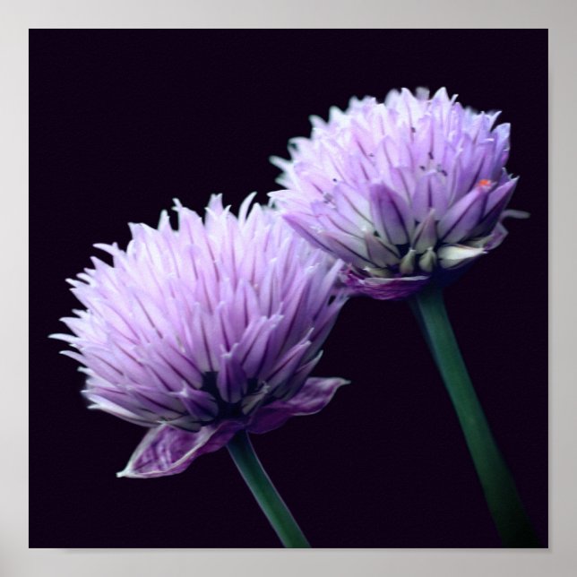 Affiche Étalon violet fleuri Allium Gros plan (Devant)