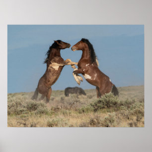 Affiche Étalons de chevaux sauvages se battant