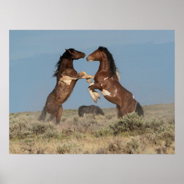 Affiche Étalons de chevaux sauvages se battant (Devant)