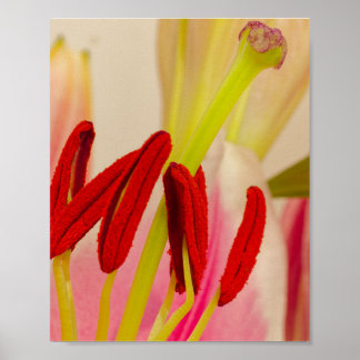 Affiche Étamines vibrantes de lys rouge et pistil vert