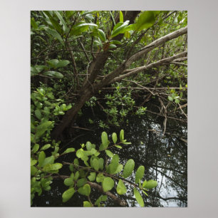 Affiche Etang de sel tropical