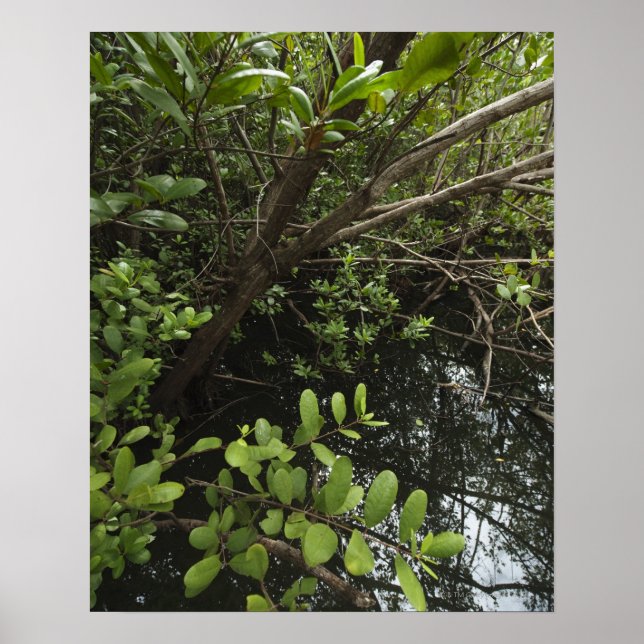 Affiche Etang de sel tropical (Devant)