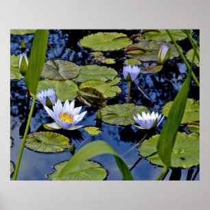 Affiche Étang paisible