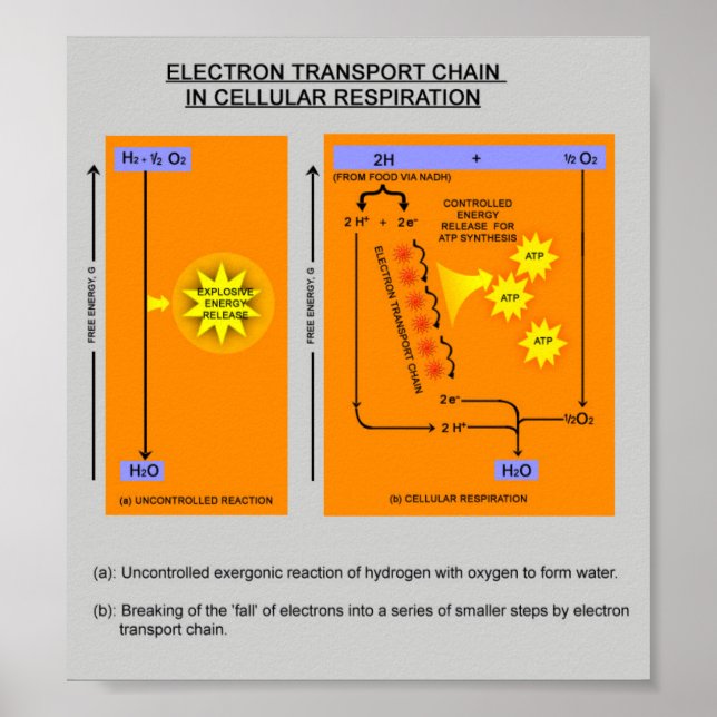 Affiche Étapes de la respiration cellulaire en biologie (Devant)