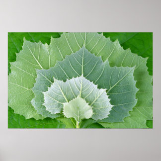 AFFICHE ÉTAPES DE LA VIE