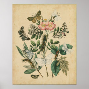 Affiche Étapes de la vie des papillons par Vision Studio