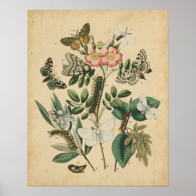 Affiche Étapes de la vie des papillons par Vision Studio (Devant)