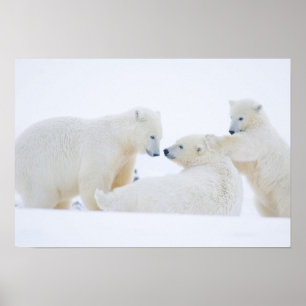 Affiche États-Unis, Alaska, 1002 Plaine côtière de l'Arcti