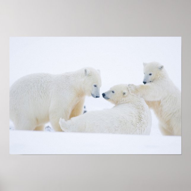 Affiche États-Unis, Alaska, 1002 Plaine côtière de l'Arcti (Devant)