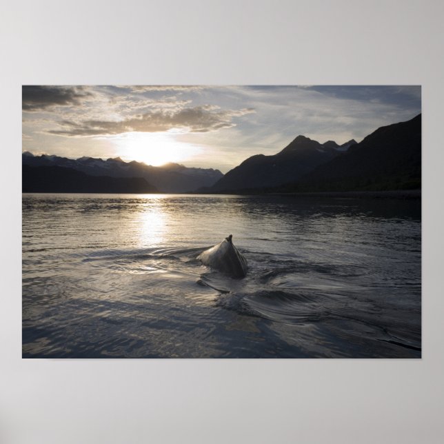 Affiche États-Unis, Alaska, Glacier Bay National Park, (Devant)