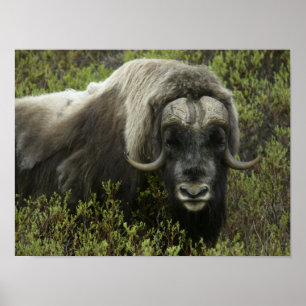 Affiche États-Unis, Alaska, Nome. Gros plan sur le boeuf m