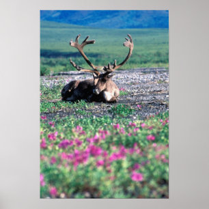 Affiche États-Unis, Alaska, Parc national de Denali, Carib