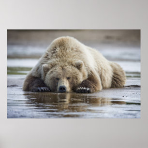 Affiche États-Unis, Alaska, Parc national de Katmai, Ours 